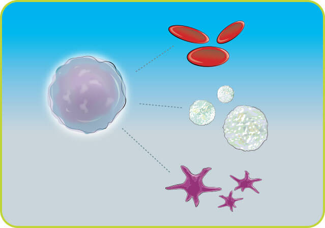 Stem cells maturing and producing new healthy blood cells.