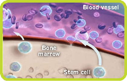 Stem cells being released into bloodstream from bone marrow.