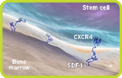 Diagram showing stem cells anchored in the bone marrow through the CXCR4/SDF‐1a interaction