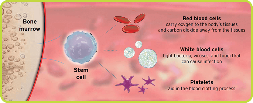 A diagram showing the types of blood cells that develop in the bone marrow from hematopoietic stem cells.