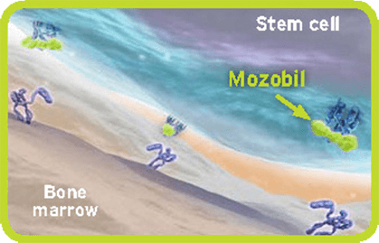 Diagram showing Mozobil disrupting the CXCR4/SDF‐1a interaction.