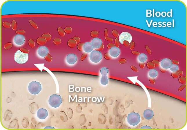 Stem cells traveling into bloodstream from bone marrow