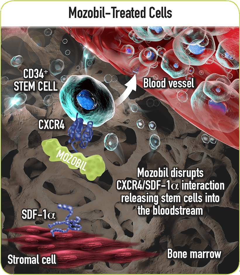 Image showing Mozobil disrupting CXCR4 and SDF-1α interaction which leads to CD34+ stem cell release in the bloodstream.